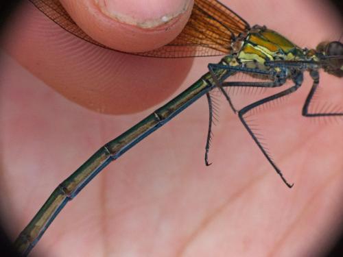 Calopteryx haemorrhoidalis